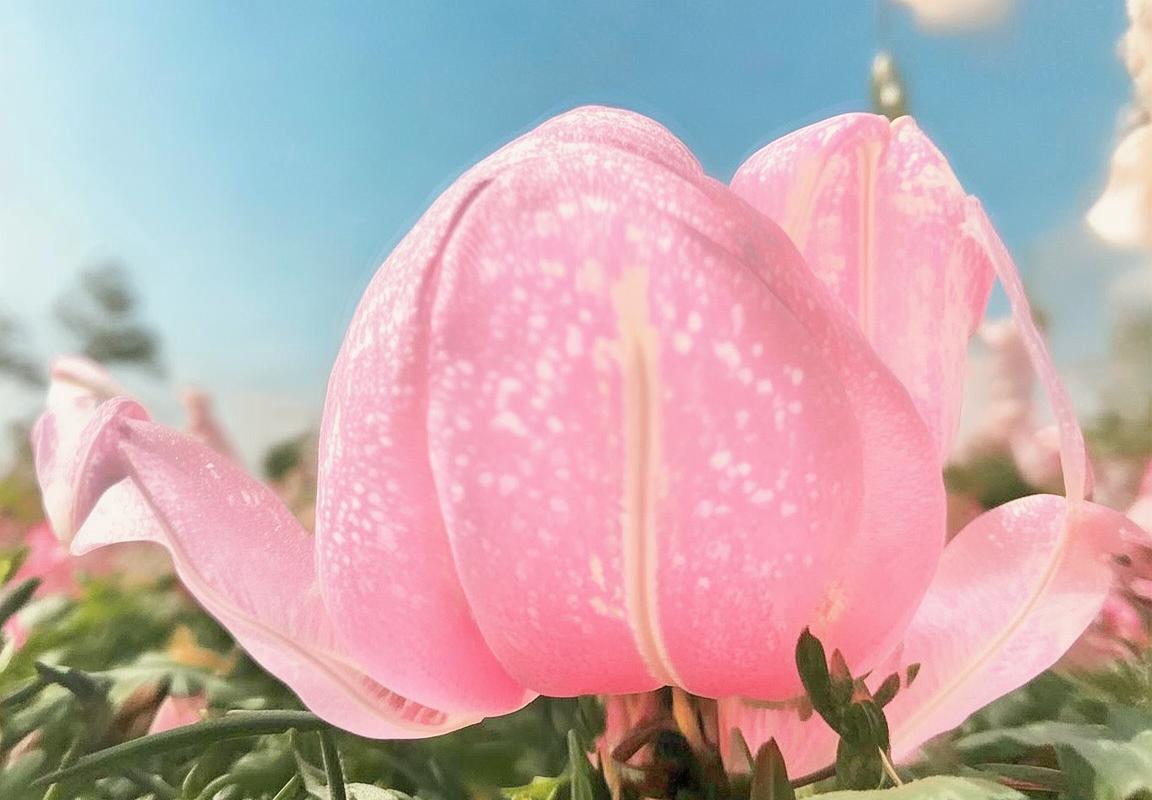 对马岛之魂与阴阳师百闻牌：策略生存与战术智慧融合攻略